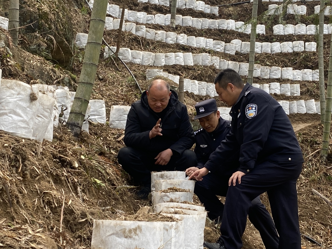 林区警长王胜前去中草药基地巡查,一起观察了解三叶青的长势.jpg 林区警长王胜前去中草药基地巡查,一起观察了解三叶青的长势.jpg